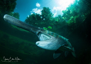 Paddlefish.. Finally found the clarity of water I need fo... by Steven Miller 